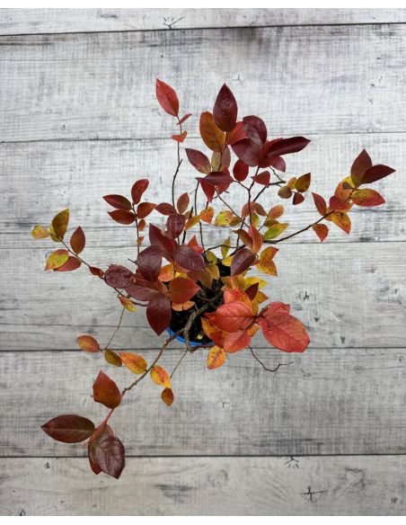 'Meader' - borówka amerykańska
Vaccinium corymbosum 'Meader'