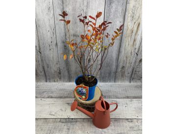 'Meader' - borówka amerykańska
Vaccinium corymbosum 'Meader' 2