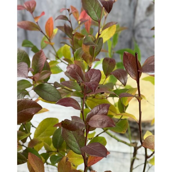 'Meader' - borówka amerykańska
Vaccinium corymbosum 'Meader'