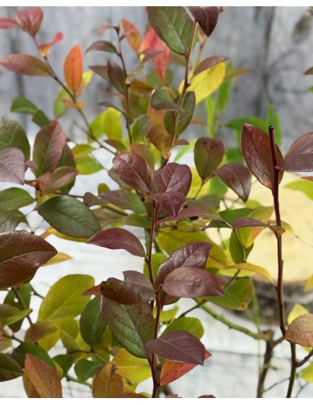 'Meader' - borówka amerykańska
Vaccinium corymbosum 'Meader'