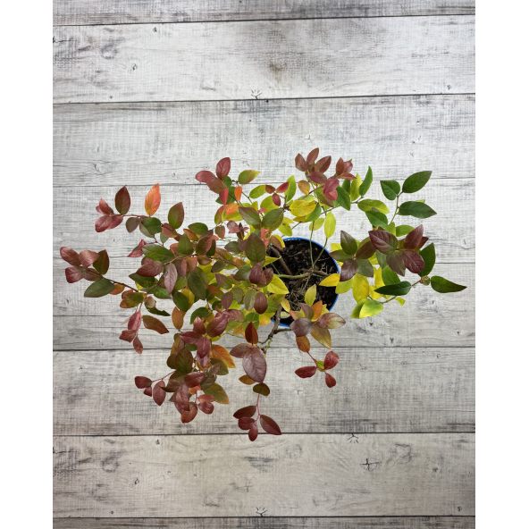 'Meader' - borówka amerykańska
Vaccinium corymbosum 'Meader'