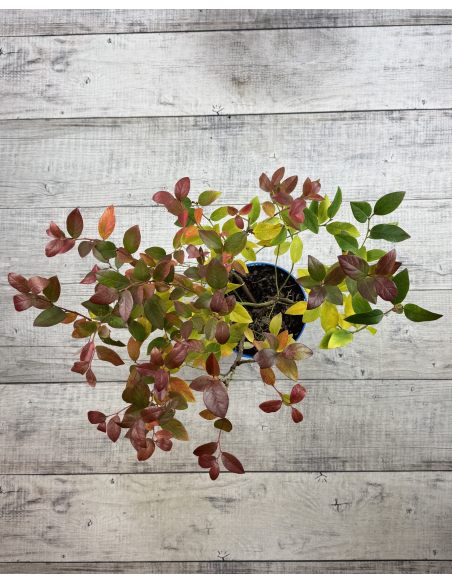 'Meader' - borówka amerykańska
Vaccinium corymbosum 'Meader'