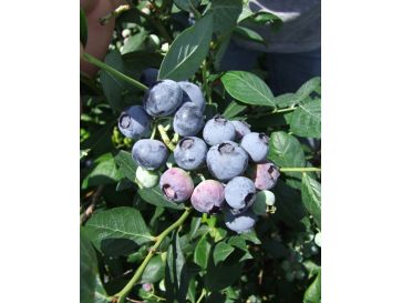 'Aurora' - borówka amerykańska
Vaccinium corymbosum 'Aurora'