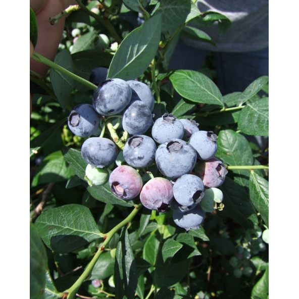 'Aurora' - borówka amerykańska
Vaccinium corymbosum 'Aurora'