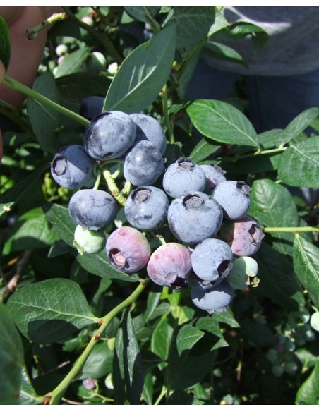 'Aurora' - borówka amerykańska
Vaccinium corymbosum 'Aurora'