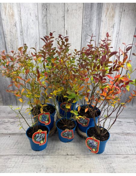 'Baby Blues' - borówka amerykańska
Vaccinium corymbosum 'Baby Blues'