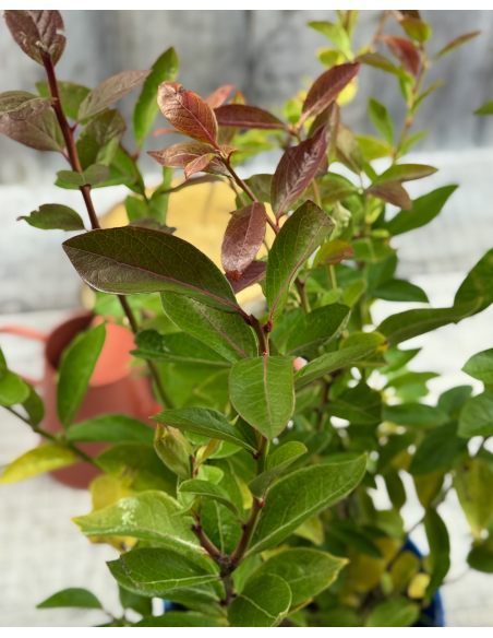 'Baby Blues' - borówka amerykańska
Vaccinium corymbosum 'Baby Blues'