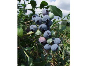 'Bluecrop' - borówka amerykańska
Vaccinium corymbosum 'Bluecrop'