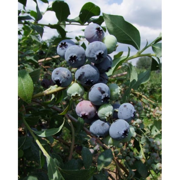'Bluecrop' - borówka amerykańska
Vaccinium corymbosum 'Bluecrop'