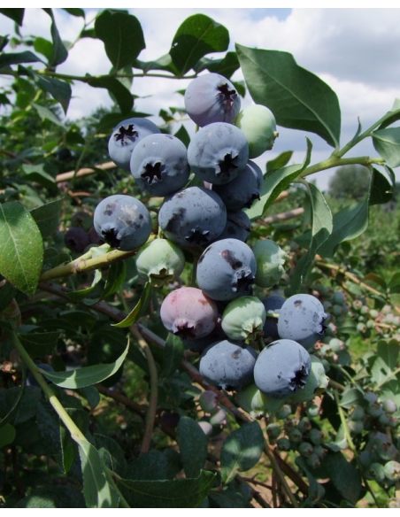 'Bluecrop' - borówka amerykańska
Vaccinium corymbosum 'Bluecrop'
