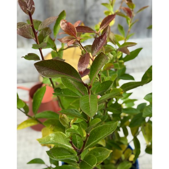 'Bluegold' - borówka amerykańska
Vaccinium corymbosum 'Bluegold'