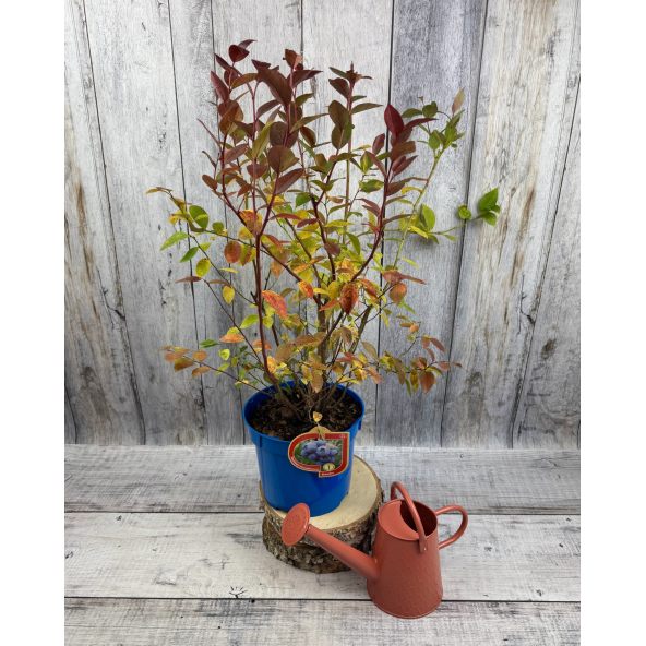 'Bluegold' - borówka amerykańska
Vaccinium corymbosum 'Bluegold'