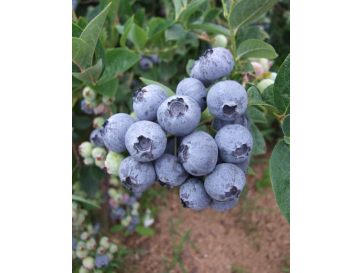 'Bluegold' - borówka amerykańska
Vaccinium corymbosum 'Bluegold'