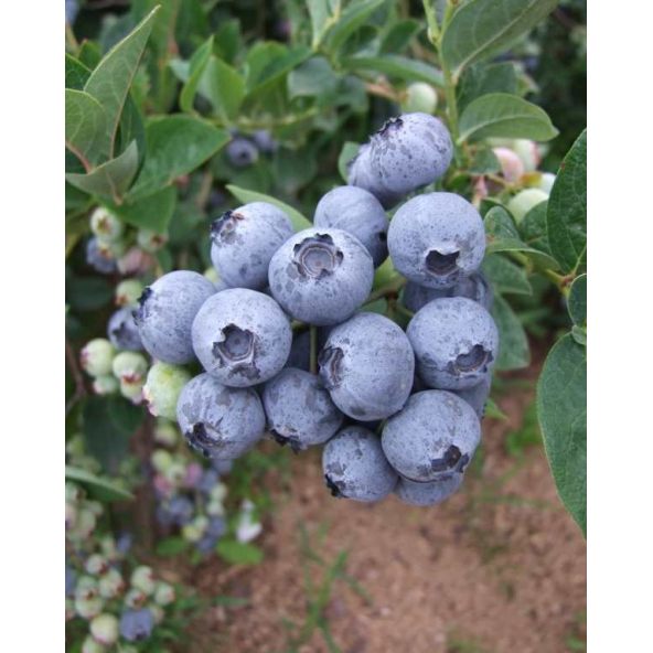 'Bluegold' - borówka amerykańska
Vaccinium corymbosum 'Bluegold'