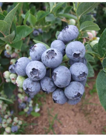 'Bluegold' - borówka amerykańska
Vaccinium corymbosum 'Bluegold'