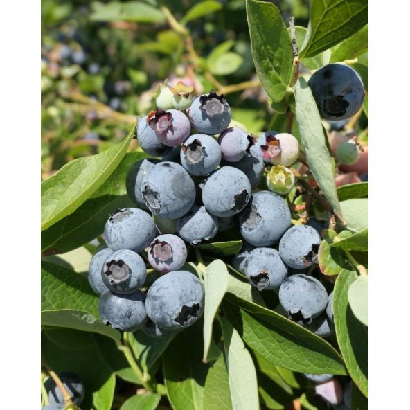 'Bluejay' - borówka amerykańska
Vaccinium corymbosum 'Bluejay'