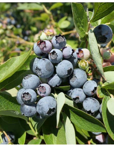 'Bluejay' - borówka amerykańska
Vaccinium corymbosum 'Bluejay'