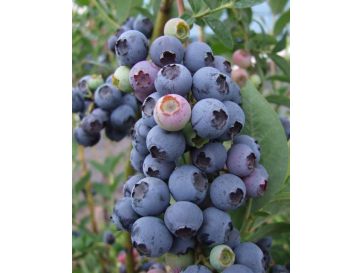 'Bluetta' - borówka amerykańska
Vaccinium corymbosum 'Bluetta'