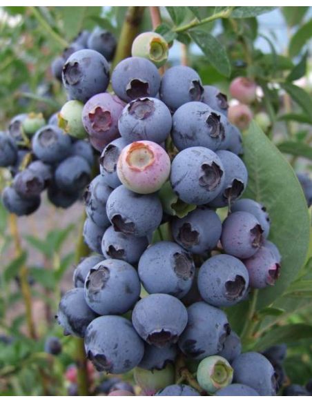 'Bluetta' - borówka amerykańska
Vaccinium corymbosum 'Bluetta'