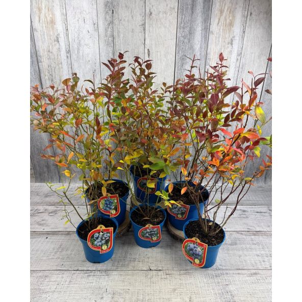 'Bluetta' - borówka amerykańska
Vaccinium corymbosum 'Bluetta'