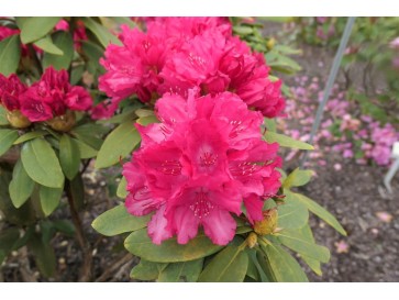 Różanecznik Astrid