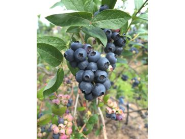 'Bonifacy' - borówka amerykańska
Vaccinium corymbosum 'Bonifacy'