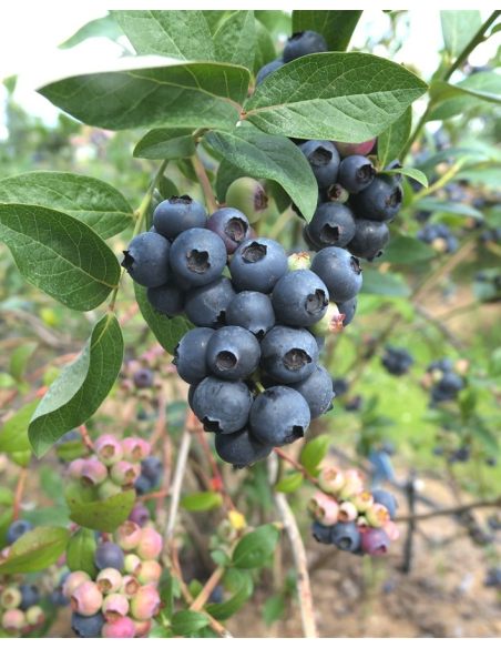 'Bonifacy' - borówka amerykańska
Vaccinium corymbosum 'Bonifacy'