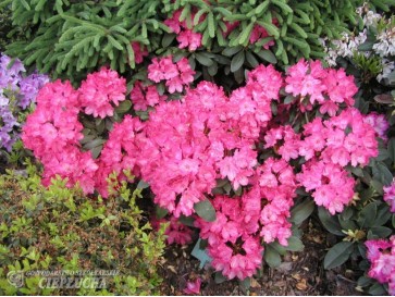 Różanecznik Astrid 2