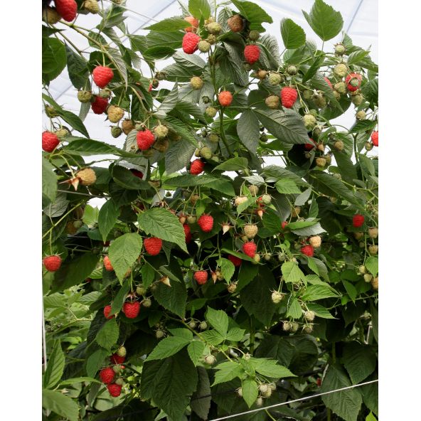 'Clarita' - malina właściwa
Rubus idaeus 'Clarita'