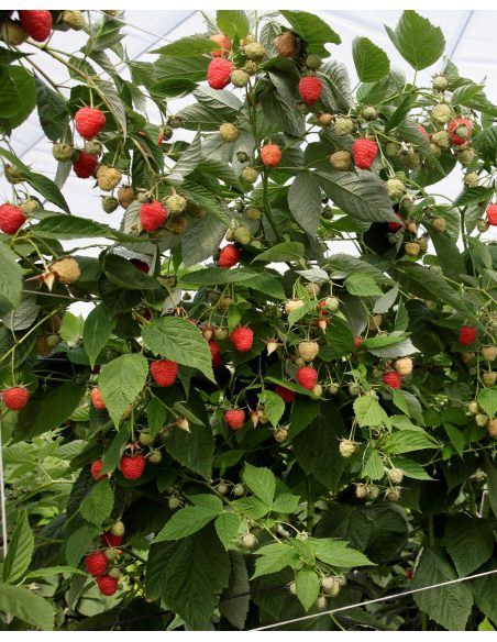 'Clarita' - malina właściwa
Rubus idaeus 'Clarita'