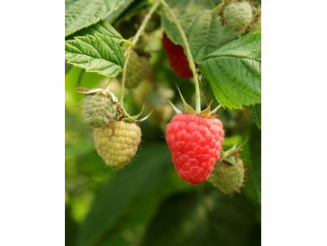'Clarita' - malina właściwa
Rubus idaeus 'Clarita'
