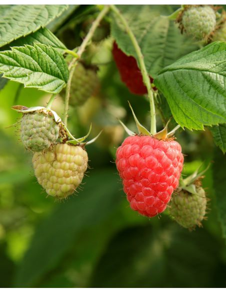 'Clarita' - malina właściwa
Rubus idaeus 'Clarita'