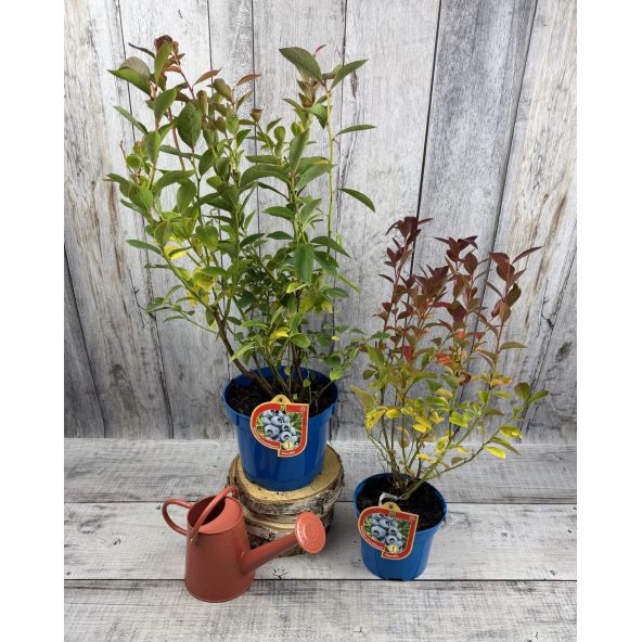 'Bonus' - borówka amerykańska
Vaccinium corymbosum 'Bonus'