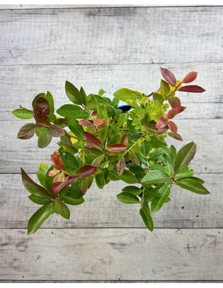 'Bonus' - borówka amerykańska
Vaccinium corymbosum 'Bonus'
