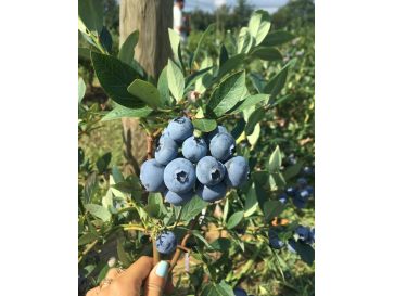 'Bonus' - borówka amerykańska
Vaccinium corymbosum 'Bonus'