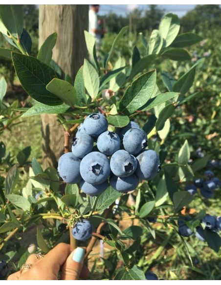 'Bonus' - borówka amerykańska
Vaccinium corymbosum 'Bonus'