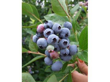 'Brigitta' - borówka amerykańska
Vaccinium corymbosum 'Brigitta'