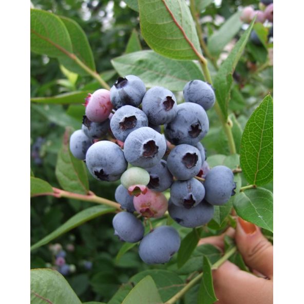 'Brigitta' - borówka amerykańska
Vaccinium corymbosum 'Brigitta'