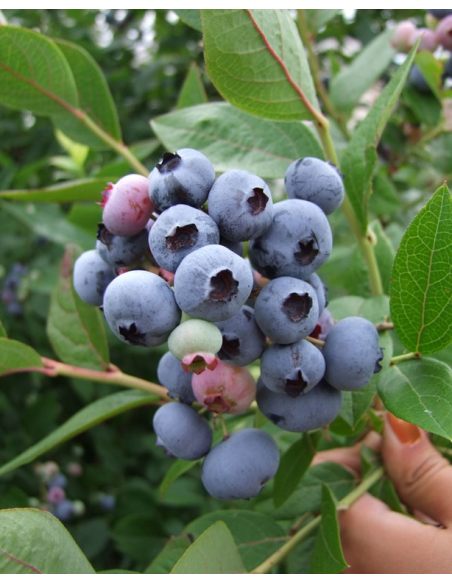 'Brigitta' - borówka amerykańska
Vaccinium corymbosum 'Brigitta'