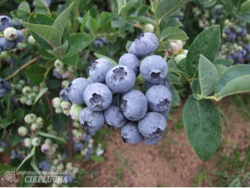 Borówka amerykańska Bluegold
