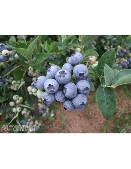 Borówka amerykańska Bluegold Borówka amerykańska Bluegold