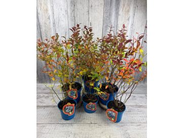 'Calypso' - borówka amerykańska
Vaccinium corymbosum 'Calypso'' 2