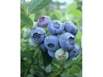 'Darrow' - borówka amerykańska
Vaccinium corymbosum 'Darrow'