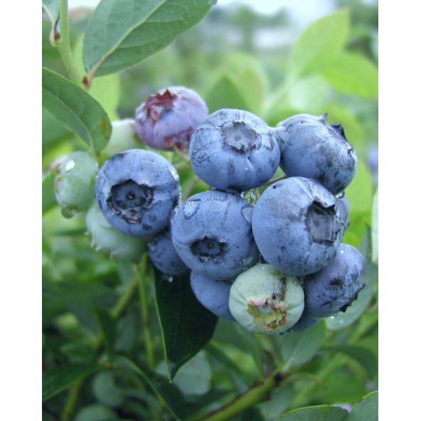 'Darrow' - borówka amerykańska
Vaccinium corymbosum 'Darrow'