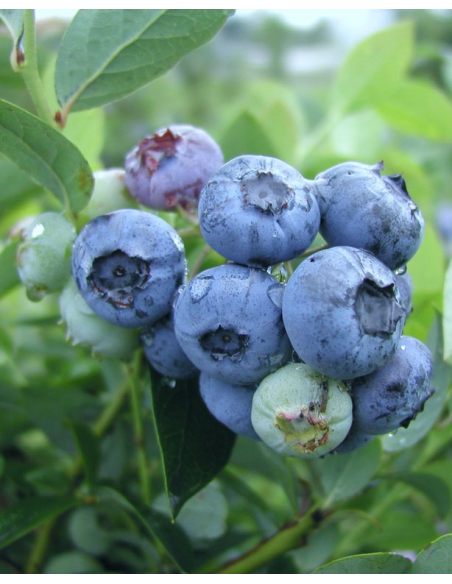 'Darrow' - borówka amerykańska
Vaccinium corymbosum 'Darrow'