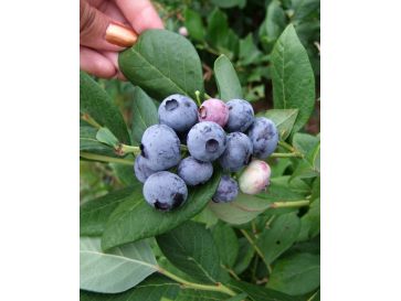 'Draper' - borówka amerykańska
Vaccinium corymbosum 'Draper'