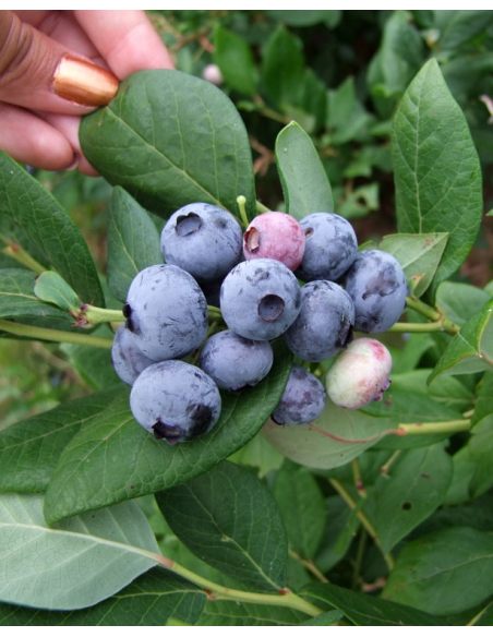 'Draper' - borówka amerykańska
Vaccinium corymbosum 'Draper'