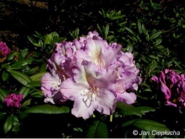 Różanecznik Caroline Allbrook