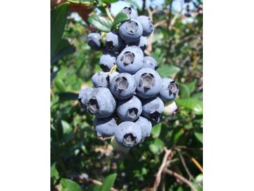 'Earliblue' - borówka amerykańska
Vaccinium corymbosum 'Earliblue'