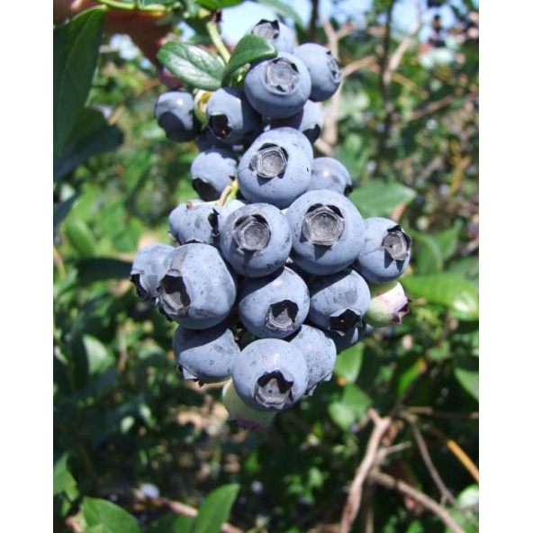 'Earliblue' - borówka amerykańska
Vaccinium corymbosum 'Earliblue'